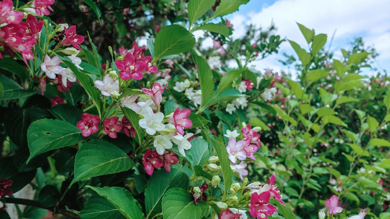分享一张随手拍的花。峰山森林公园里的锦带花
