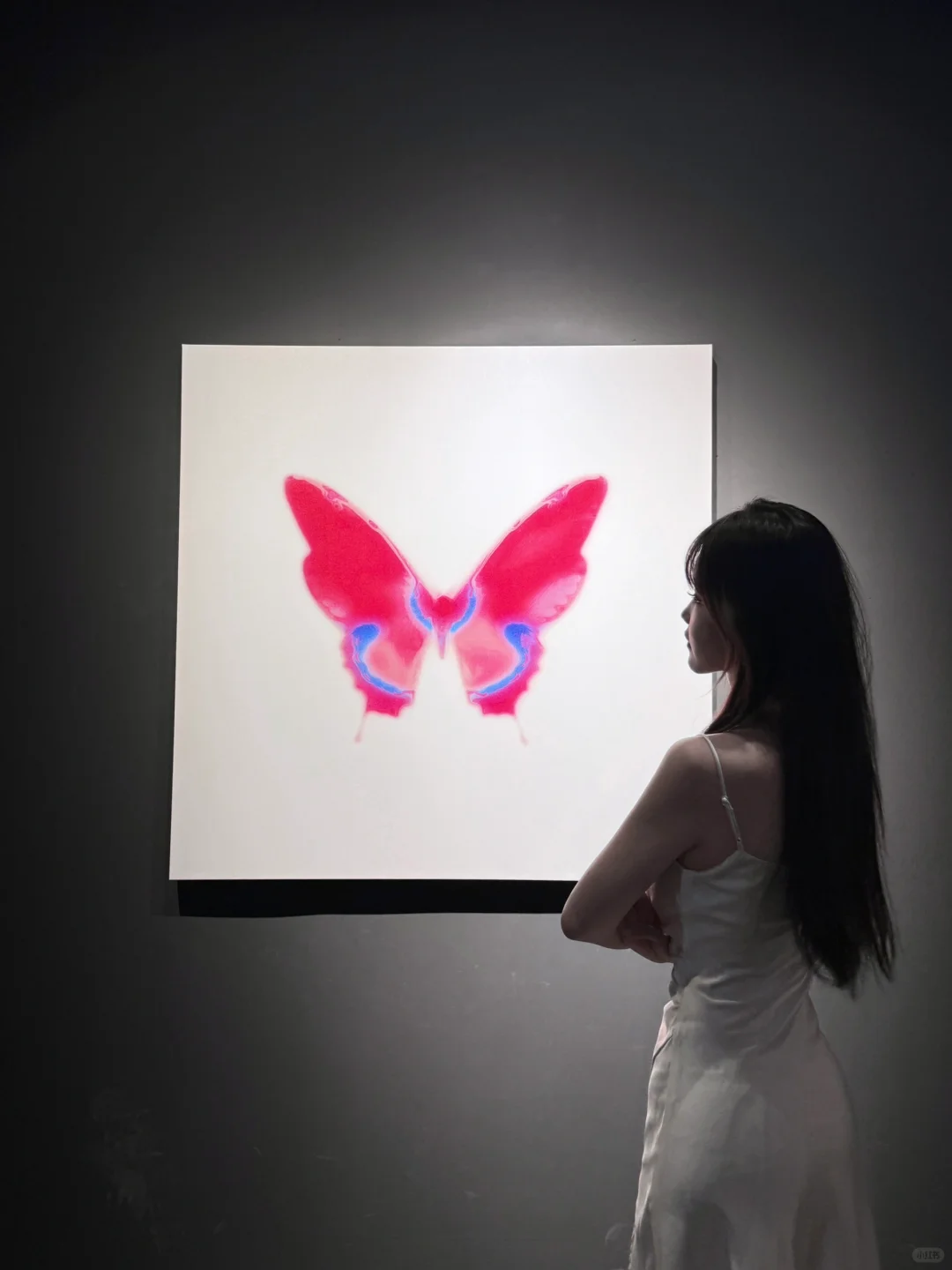 西安蝴蝶展🦋
