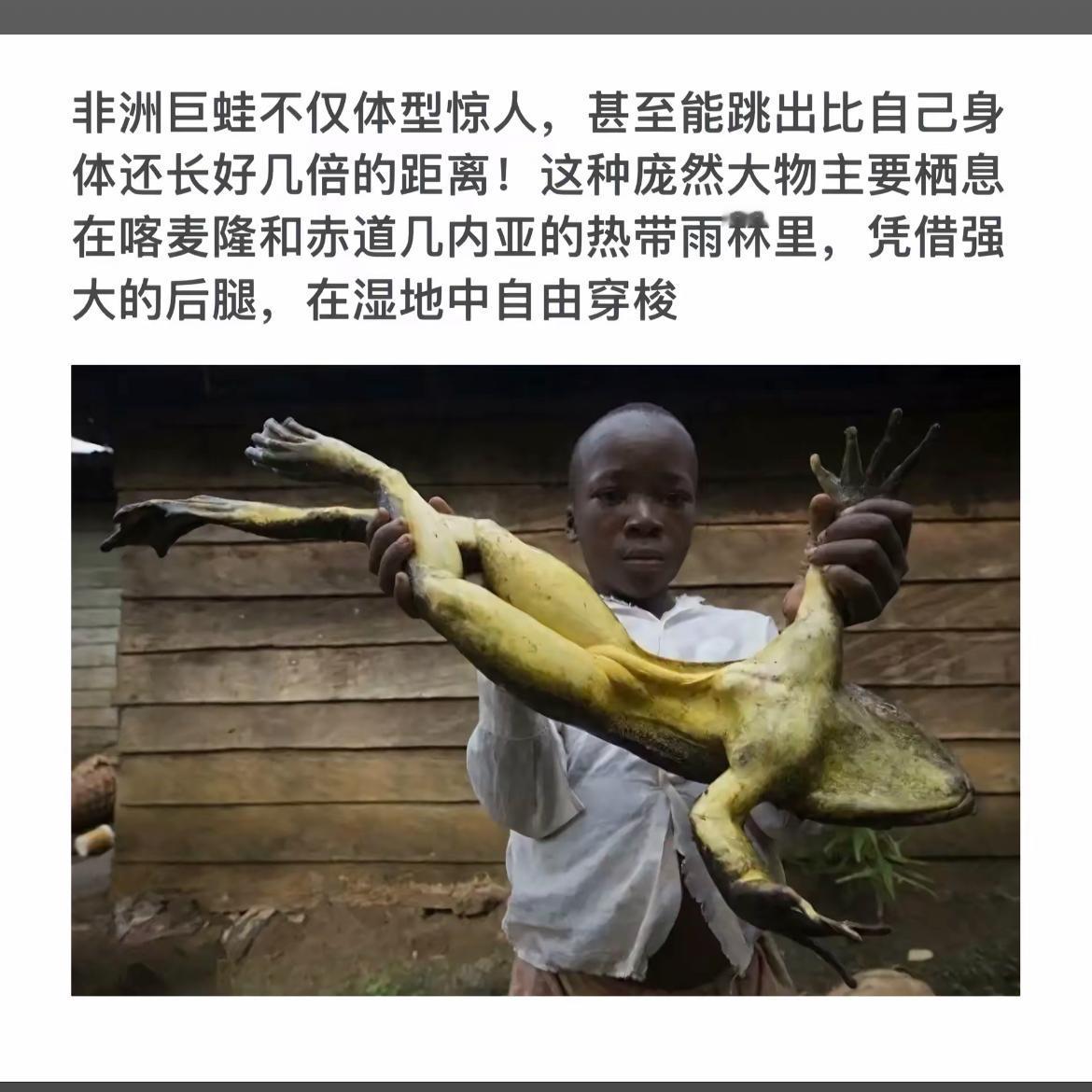 非洲巨蛙现身！体型惊人，能跳惊人距离！