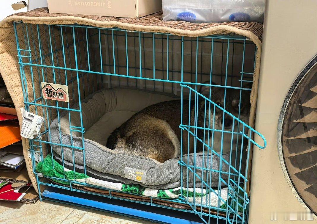 一个让宠物很有安全感的窝布局不管是人还是宠物，都偏爱有包围感的小角落。密闭遮挡的