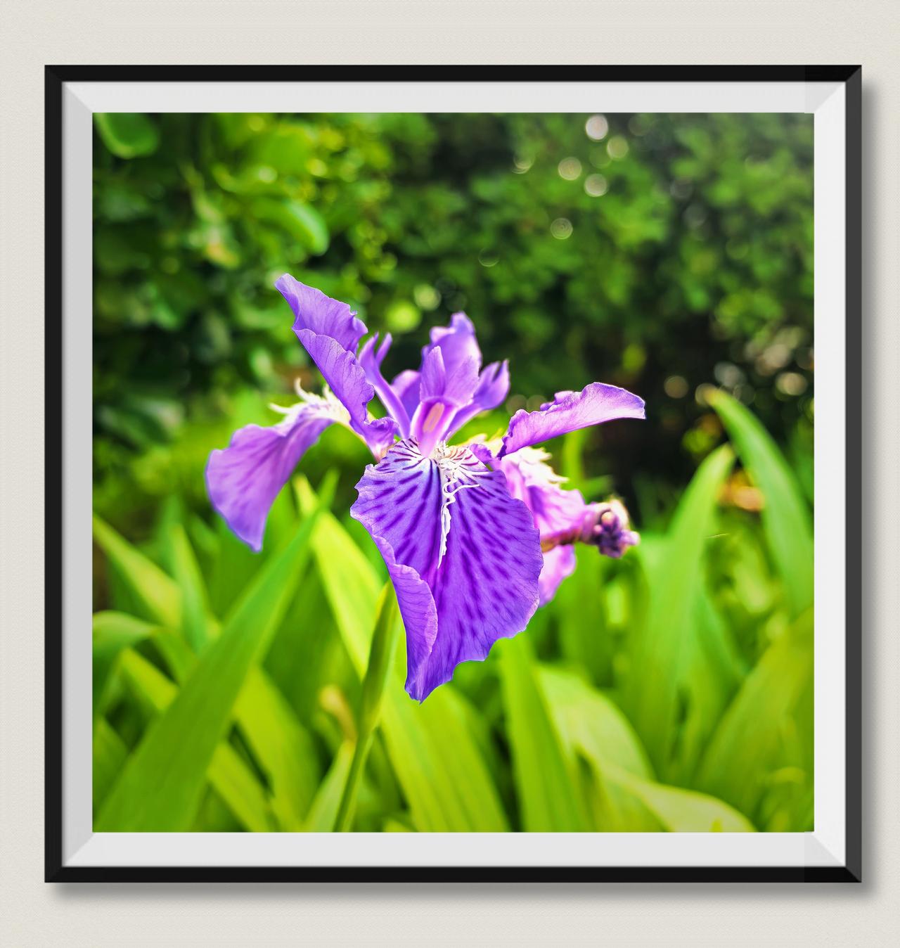 相册里最满意的照片4月社区花花草草