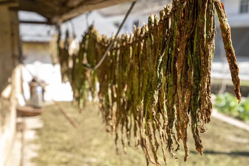 家里有人抽叶子烟，那股味道实在太呛了，不仅难闻，还熏得人直咳嗽！有没有什么好办法