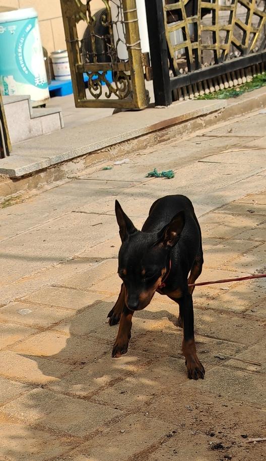 门口的小狗狗，是什么品种的？
      见到陌生人就窜过来，汪汪几声，真要过去