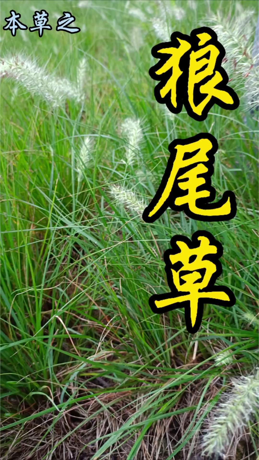 狼尾草和狗尾巴草同属禾本科，外形却很不一样！狼尾草的花穗直立坚挺如狼尾，刚毛粗糙