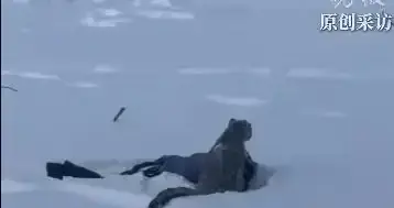 官方通报“可可托海雪豹咬伤游客”：已送往医院救治，伤情平稳