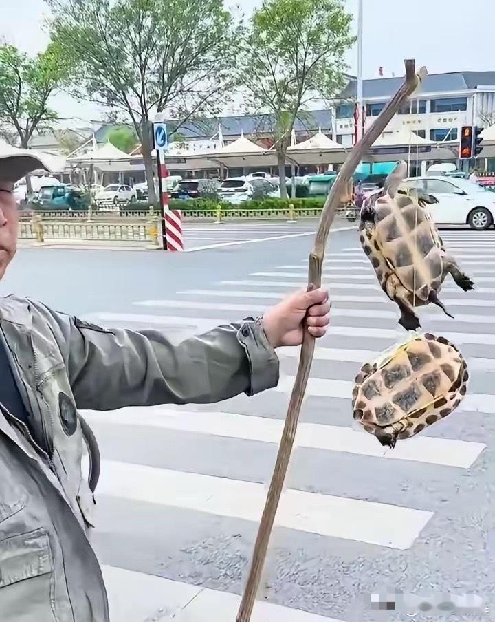 不知道大家看到了没有，很多博主已经开始对路口挂龟者进行干涉，拍视频，直播，曝光他