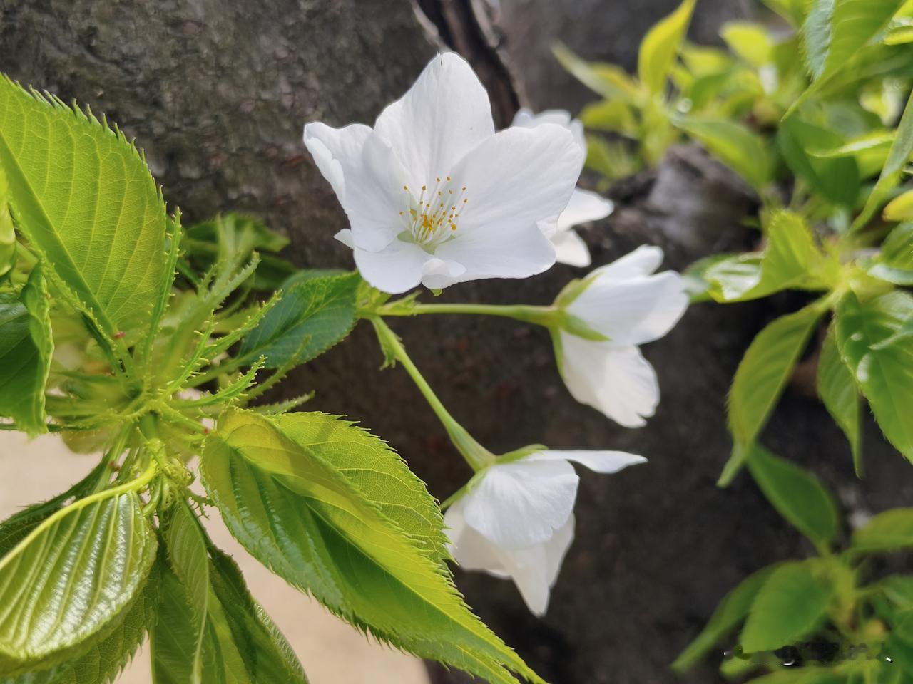 情绪的尽头是沉默
       以前不说话是在生气，现在不说话，是在调整情绪，每