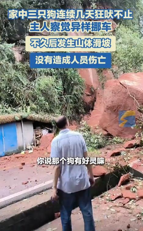 “彻底解释不清了！”四川乐山，女子发觉家中的三只狗一直对着自家的那辆车狂吠，女子