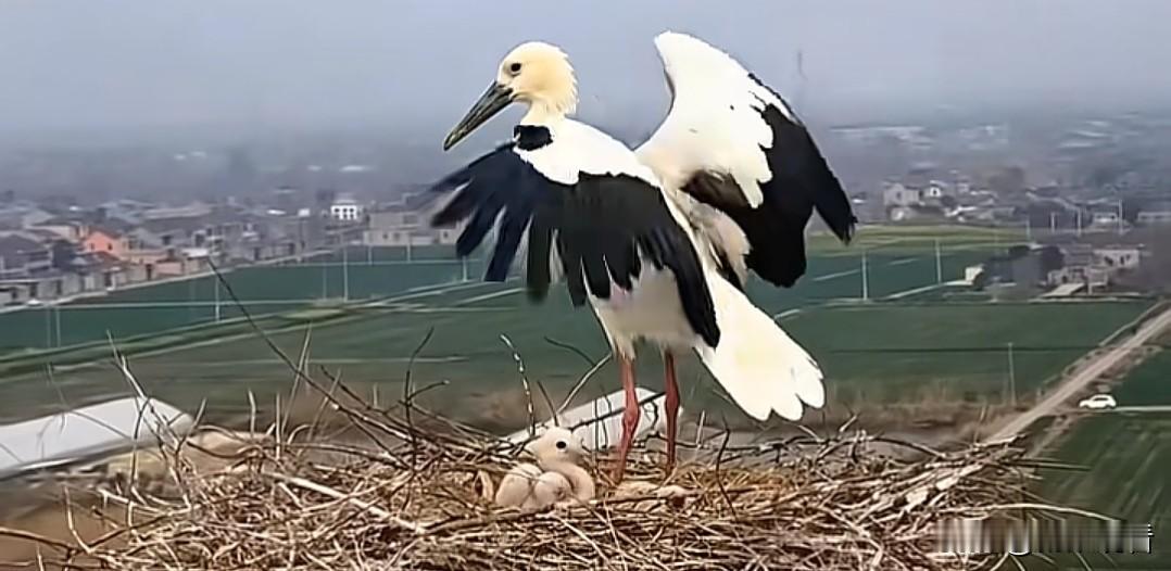 江都喜提8只东方鹳宝宝！在线征名啦✨
 
珍稀东方白鹳落户江都，8只鹳宝宝软萌上