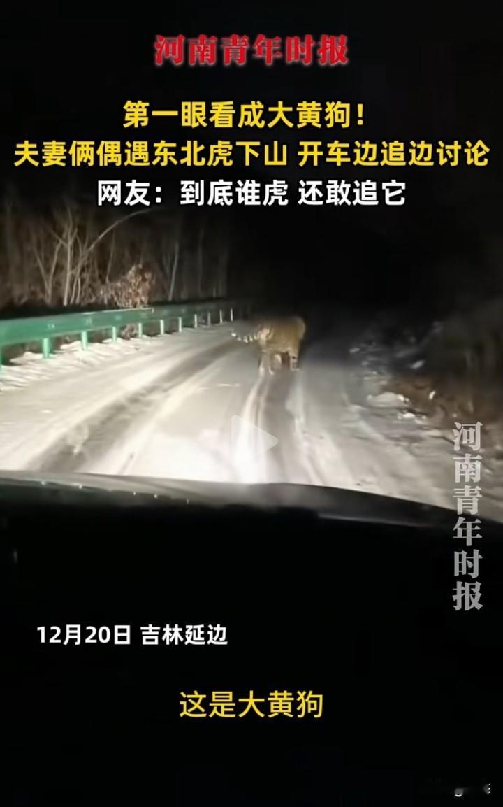 吉林延边一夫妻俩开车在路上遇到东北虎下山，刚开始两人以为是大黄狗，没想到近距离看