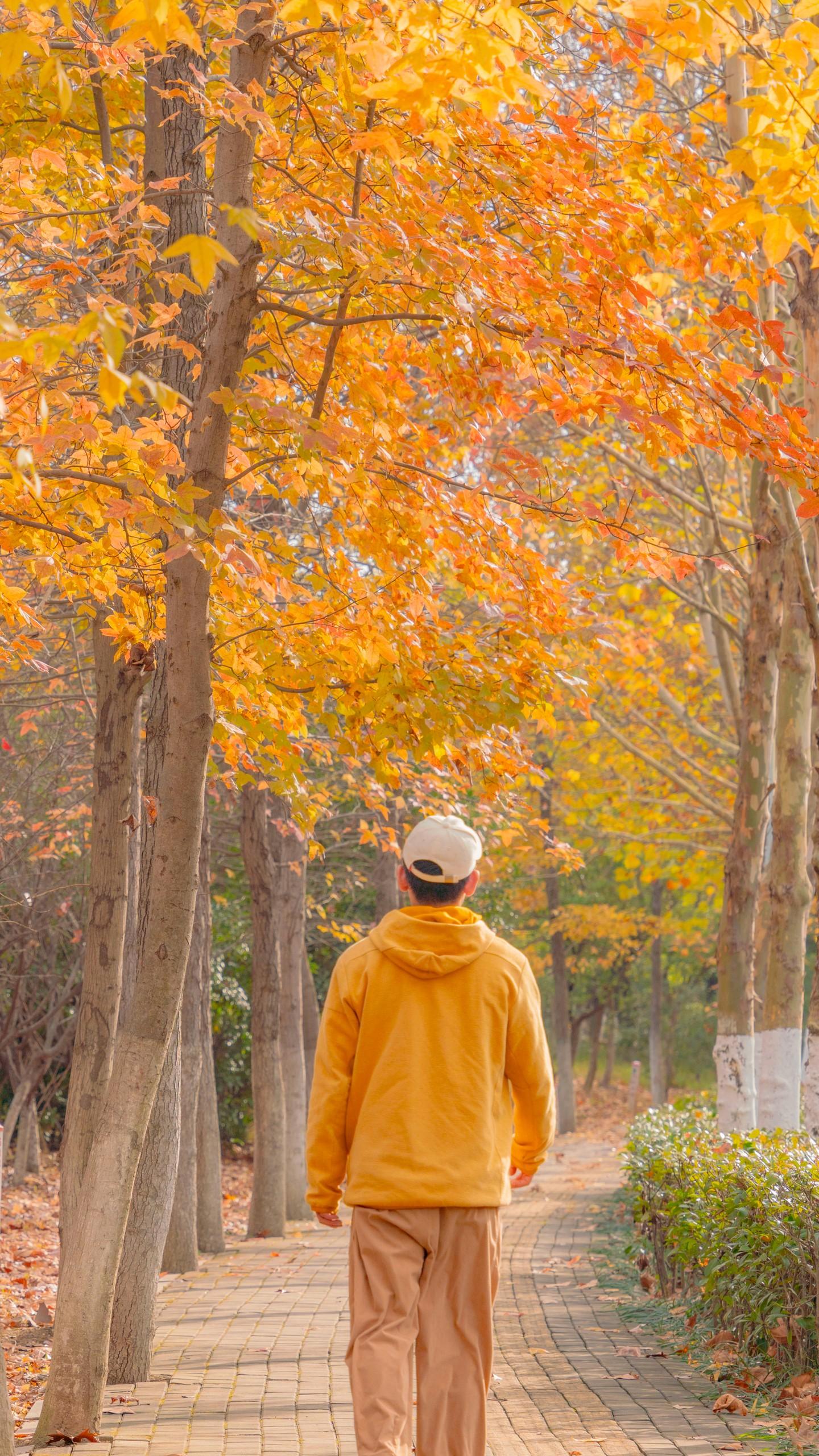 合肥枫林路和银杏路秋冬拍照打卡攻略：。🍁枫林路与银杏路交叉口：是热门...