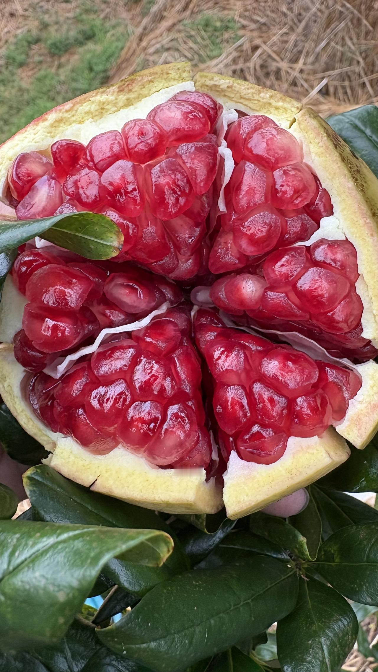 这是褪糖后的软籽石榴，这让我想起了一个问题，又粉丝说，我只需要让石榴长期在树上，