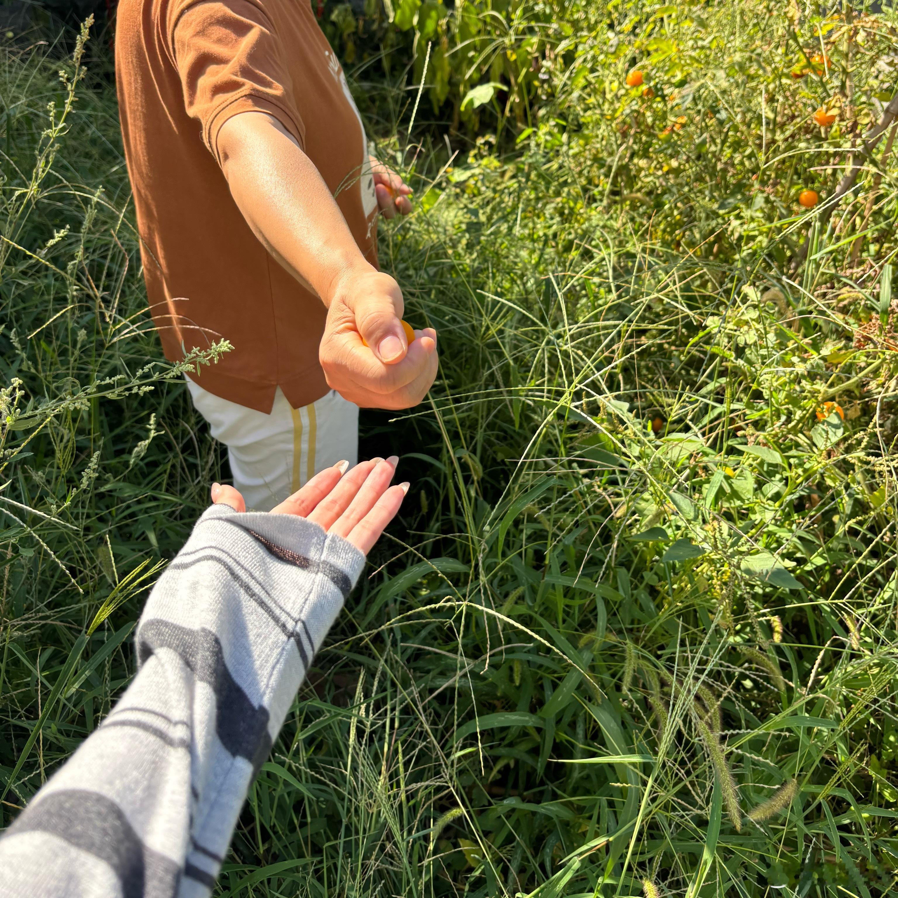 我家全是杂草的菜园 好多吃的 可以画小山食光了 ​​​