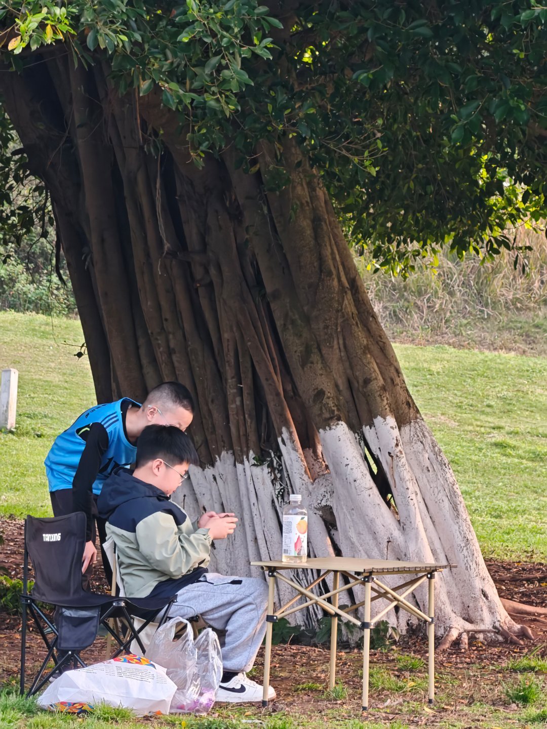 这种是什么树啊 看起来好孤独的样子 