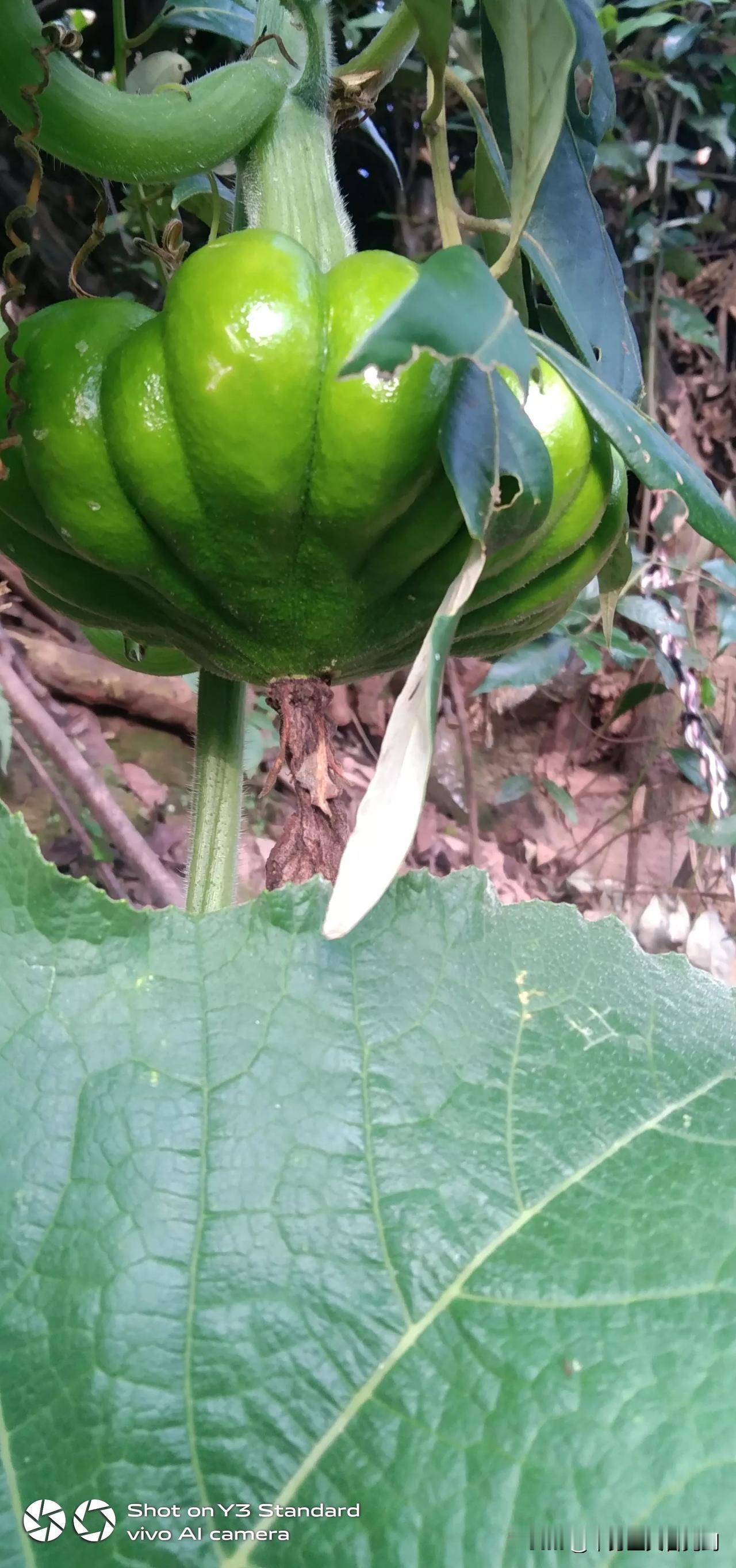 准备进入冬季了。南瓜也是最后吃几天了。露水瓜，露水尖，煮汤特别的好喝，秋冬交接的