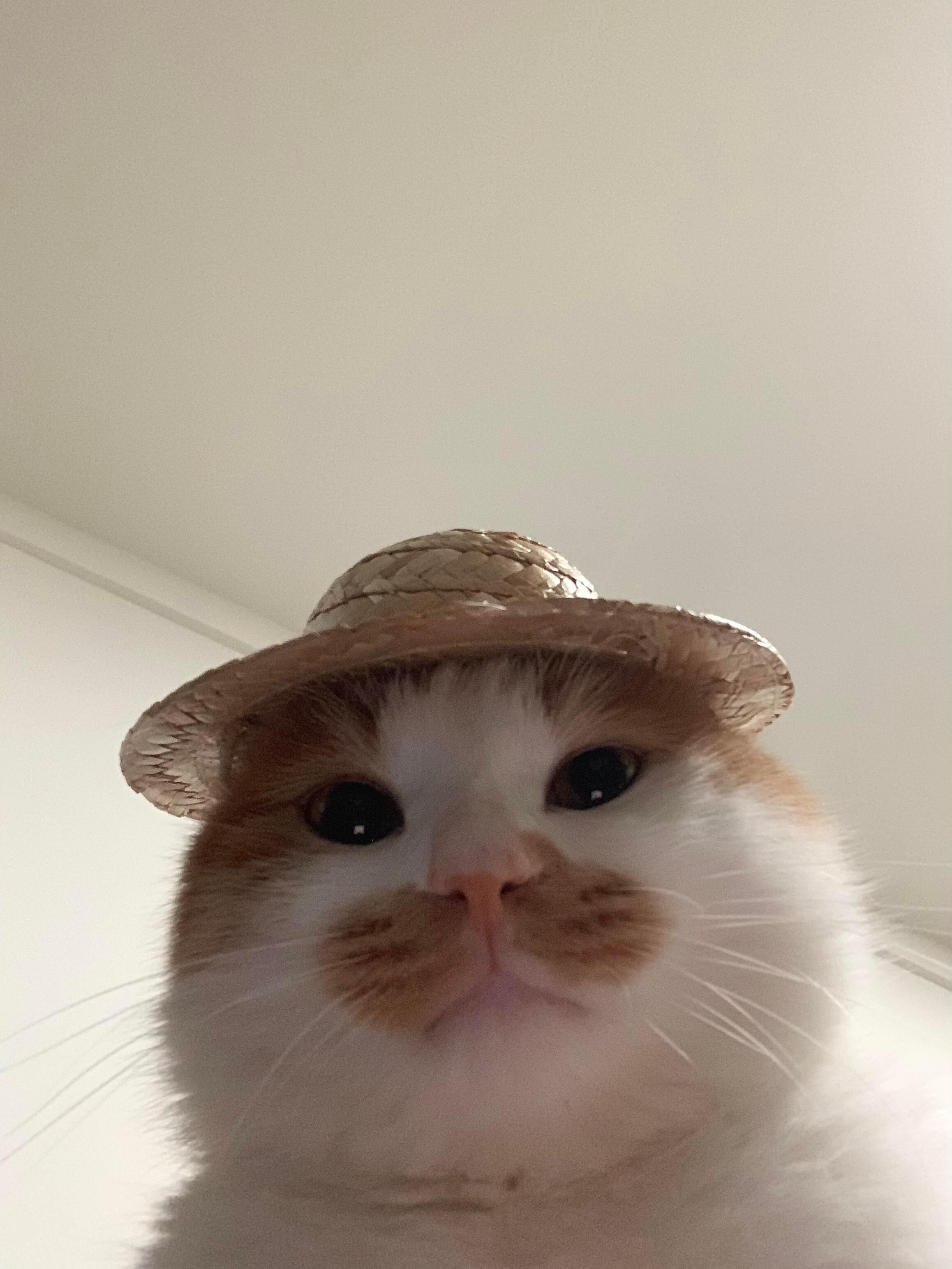 咪：人，一起种地吧 ​​​