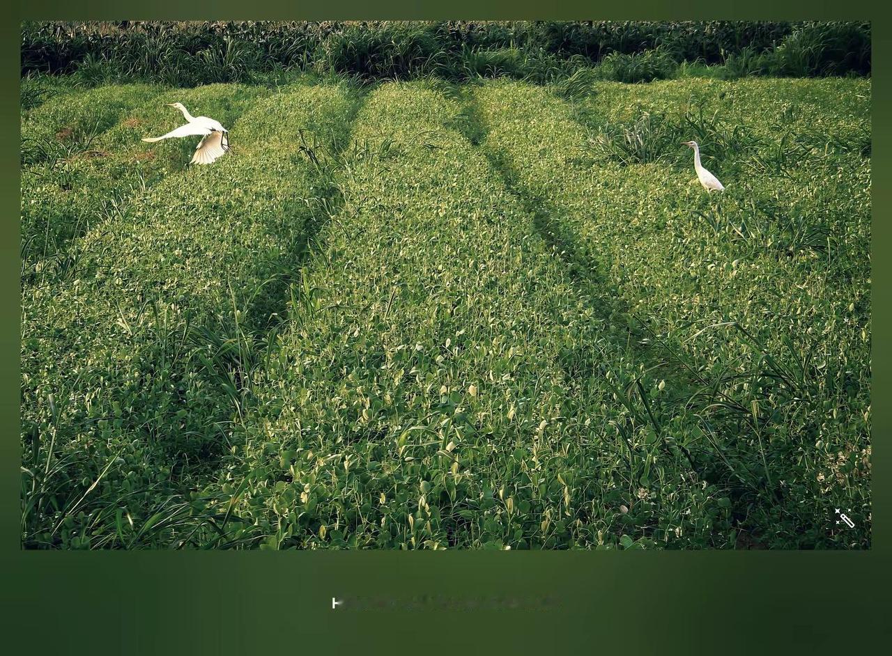 Pura80ultra XMAGE影像。2026华为影像大赛，花粉影像，Pura