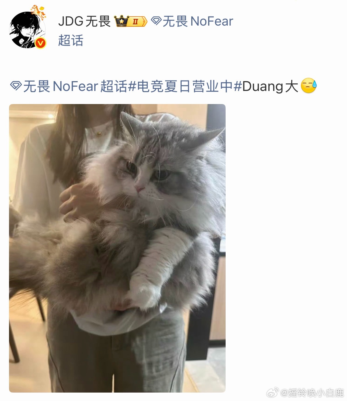 人！好吃的那么多，咪多吃点肿么啦！！！无畏的猫真的太太太大了无畏NoFear