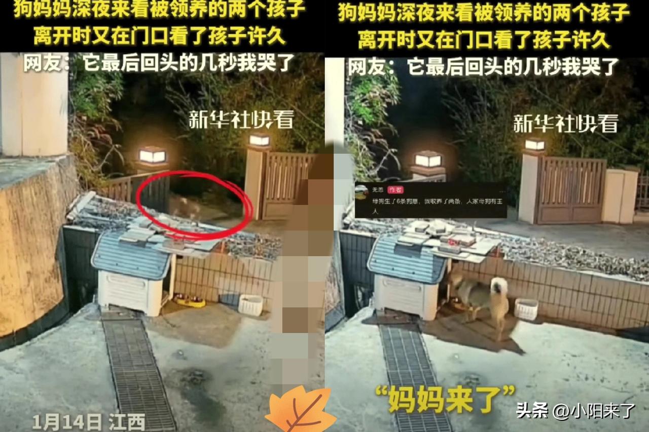 泪目！江西，男子深夜准备睡觉时，突然听见院子里有异响，原以为是小偷潜入院子，没想