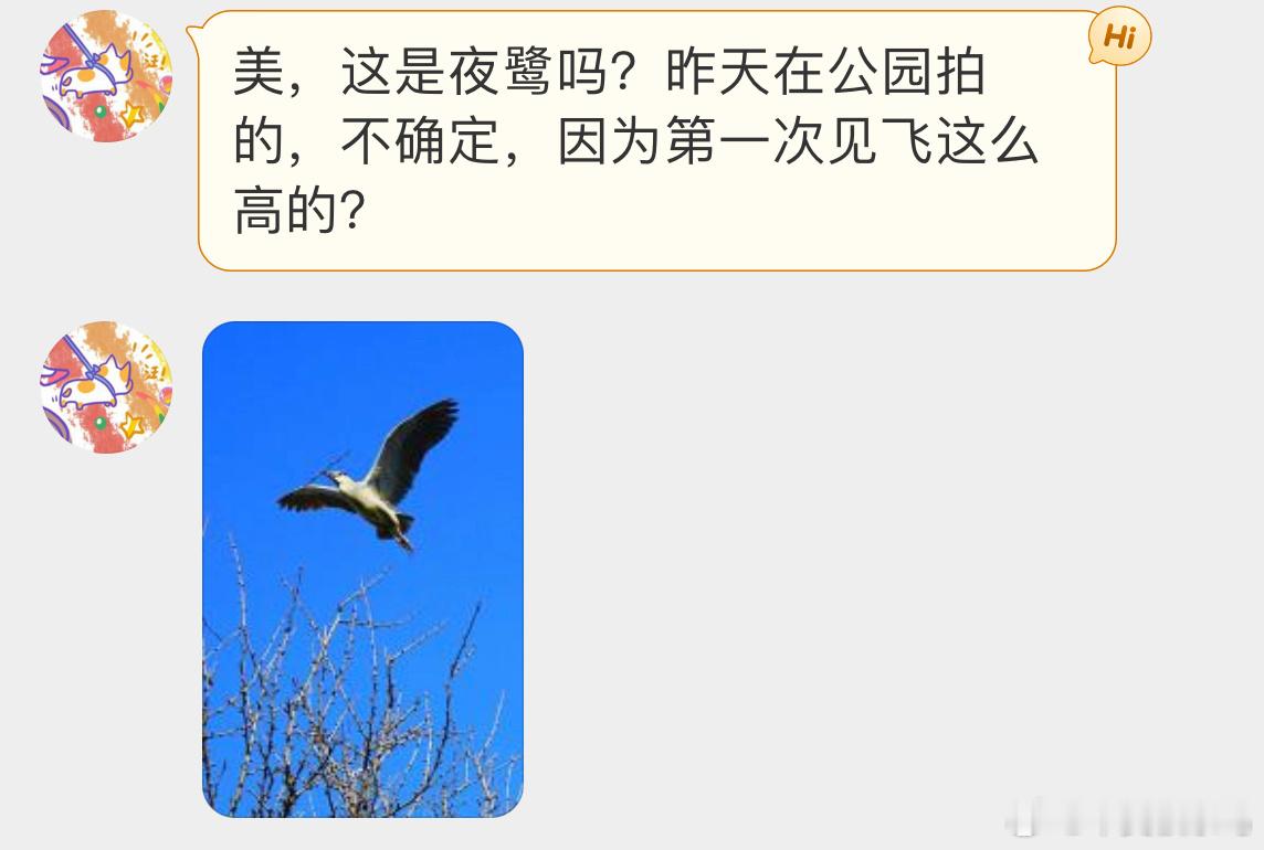 #鸟粉投稿# 衔着树枝的飞天【夜鹭】正在筑巢呢，春天快到了 ​​​