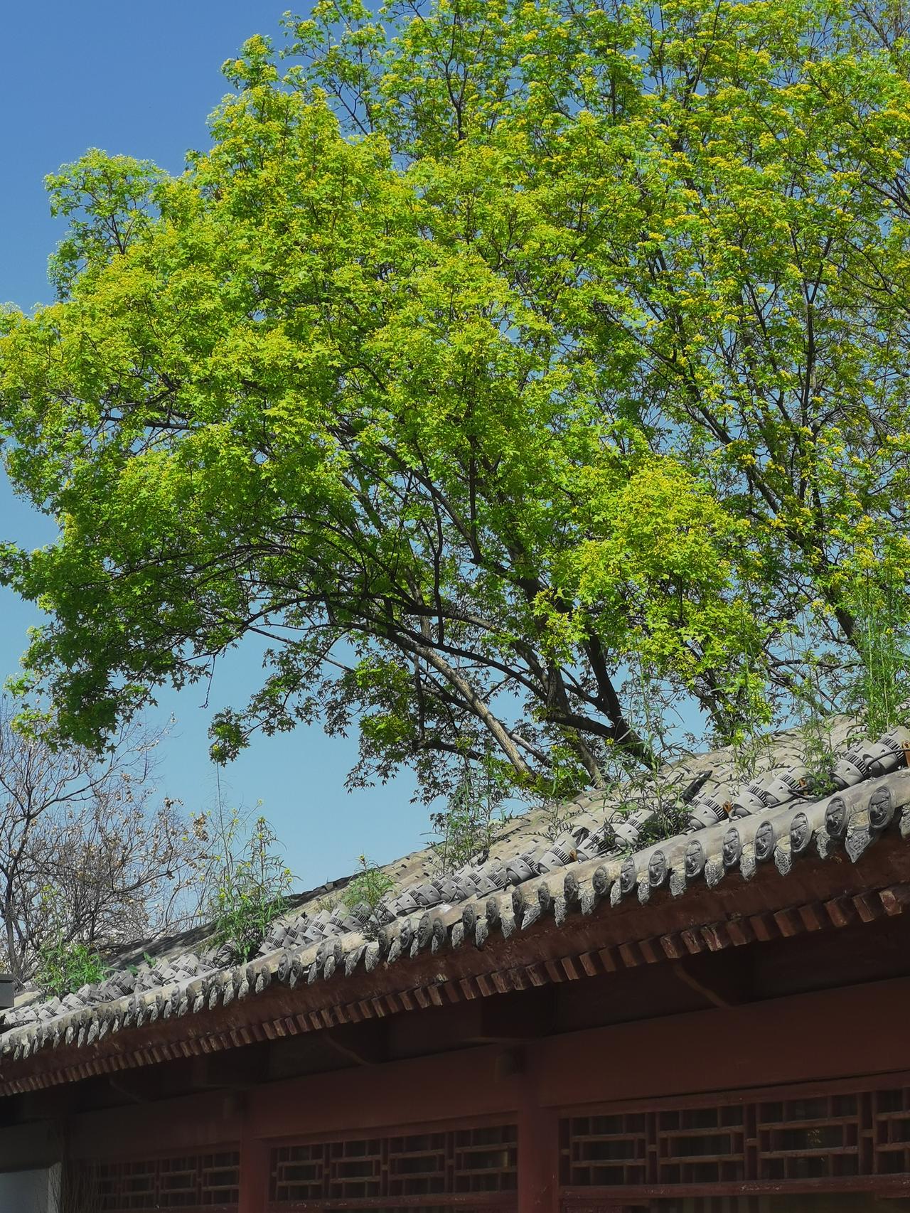 像蜜蜂一样采撷春光晒图笔记大赛春天里的赏花 春天的美照 春日见闻感悟 春天美感 