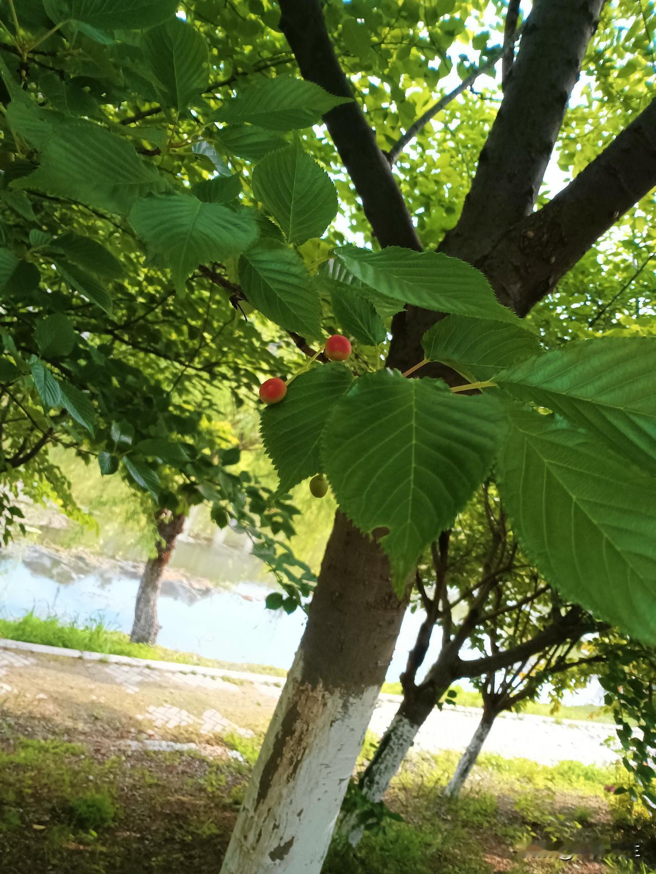 晒图笔记大赛樱桃红了，稍微遗憾的是旁边没有芭蕉。要不然，红了樱桃绿了芭蕉，岂不是