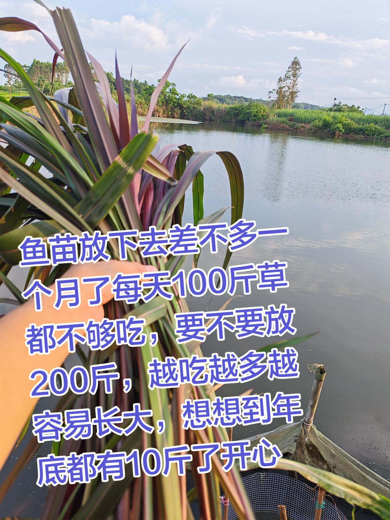 刚放鱼苗不到一个月的草鱼每天都吃上百斤草，该不该加大分量投下去养鱼日记 鱼塘 三