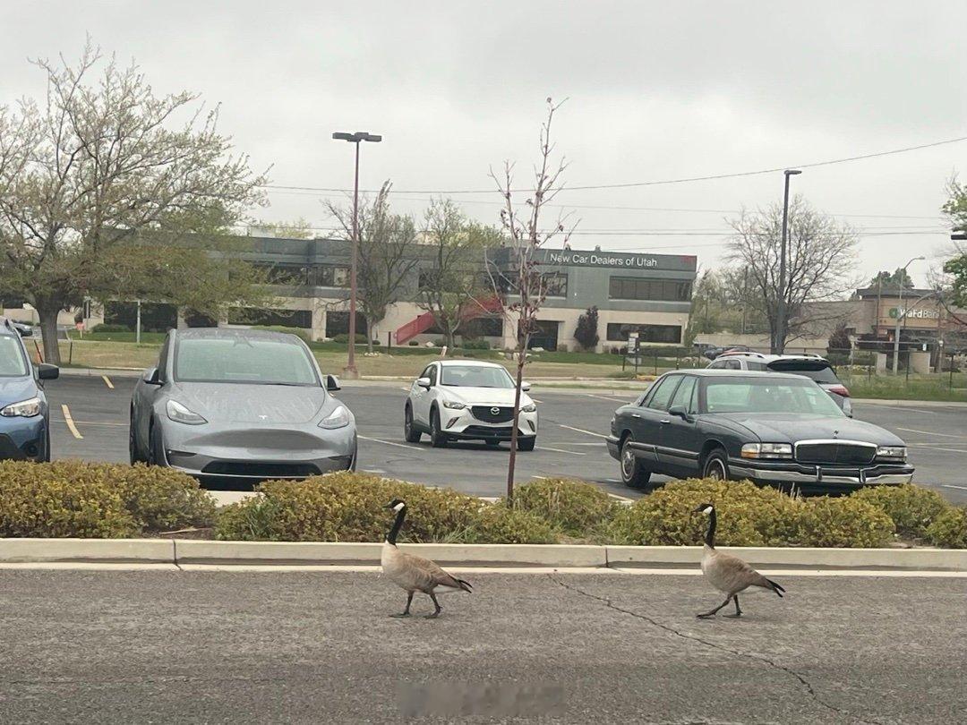 两只加拿大鹅在停车场悠闲地散步，马上就要开始下大雪了。 本博摄于上周四 
