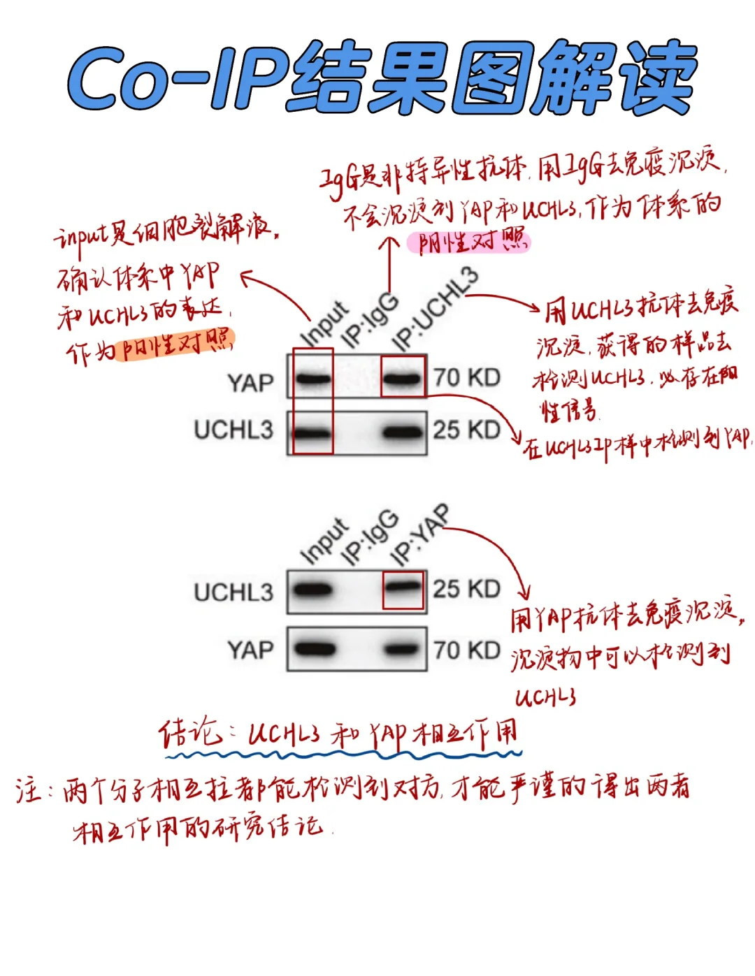 Co-IP结果解读及实验步骤❗