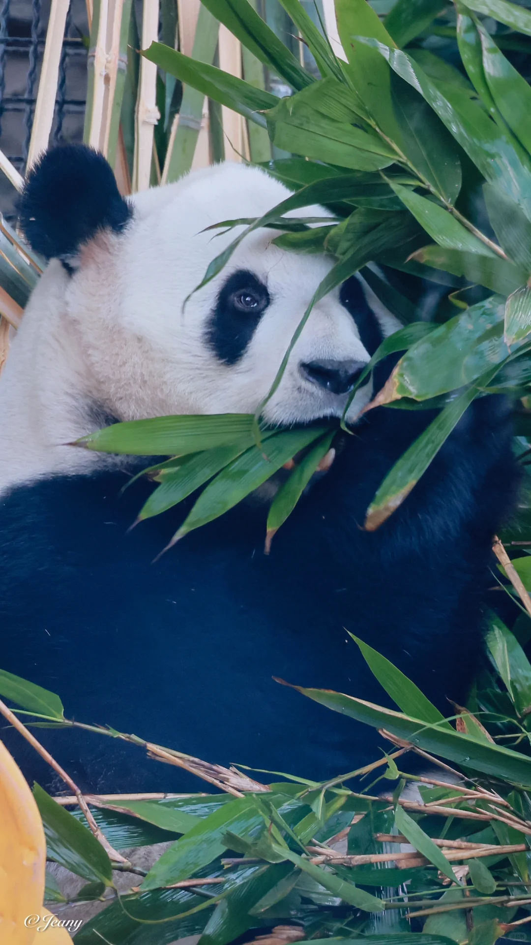 2024.11.30大口炫竹😋的萌兰🐼