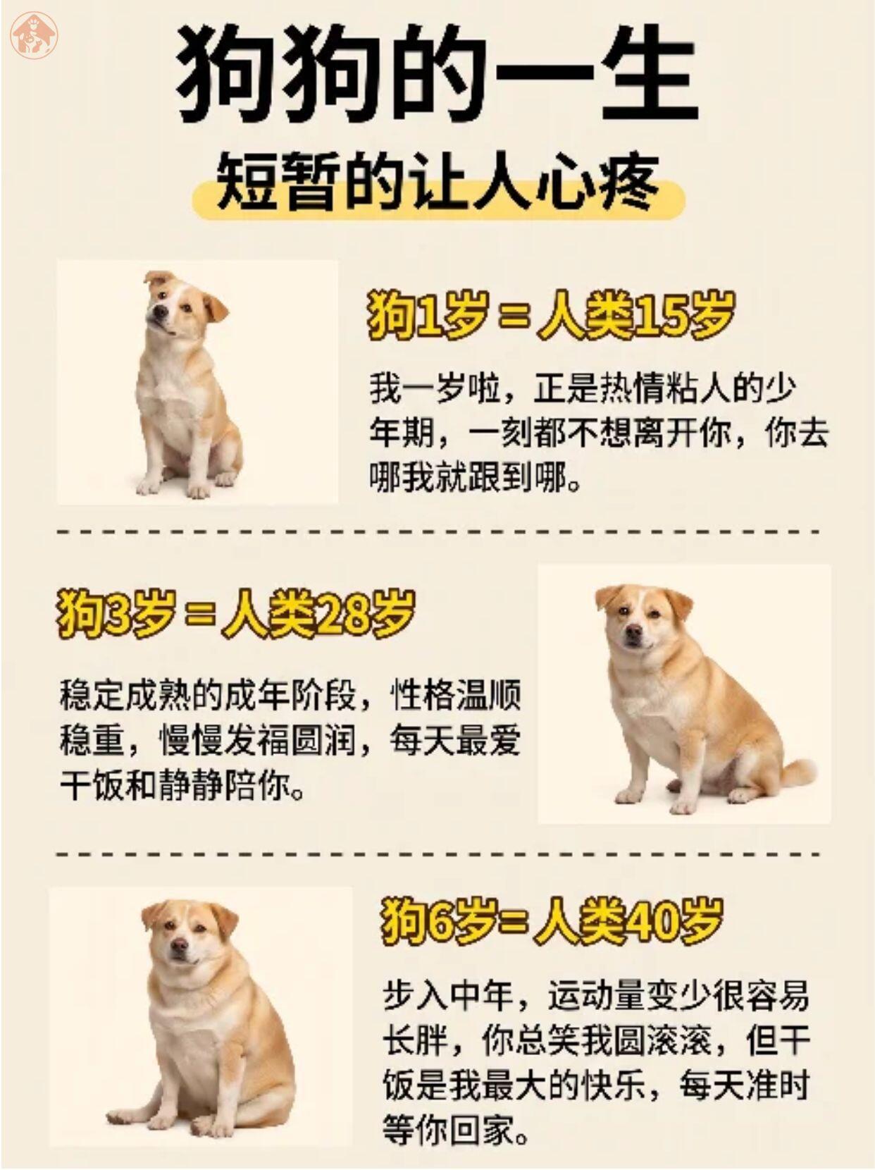 一图看懂狗狗年龄，狗狗的一辈子，短到让人心疼...突然意识到我的狗跟我是同龄人 