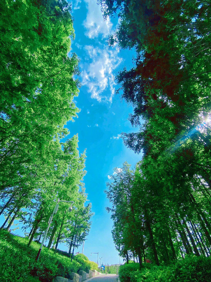天很蓝，树很绿，夏天是一场远道而来的浪漫。 