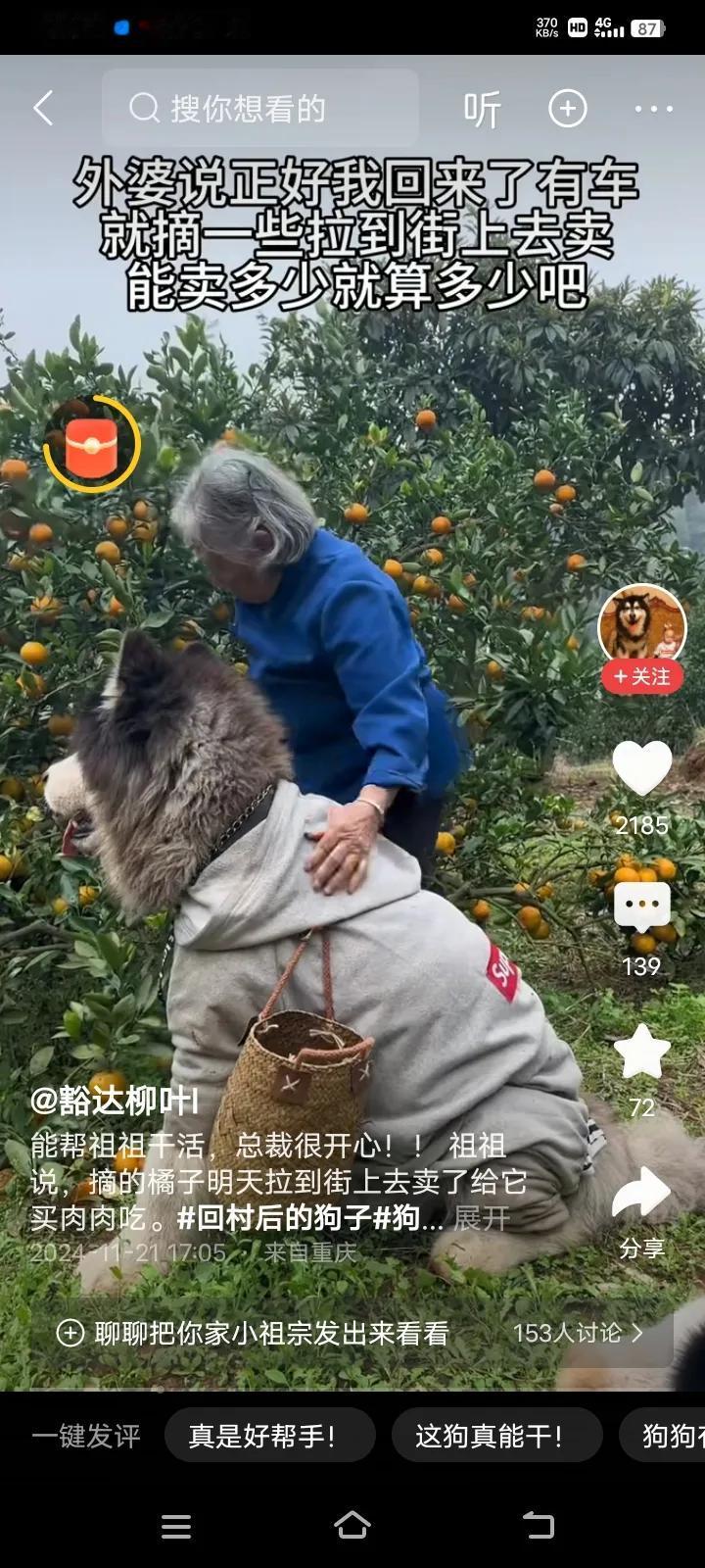 重庆的一年轻美女去探望外婆，到了之后，外婆说去摘沙糖桔，万万没想到，她家里养的宠