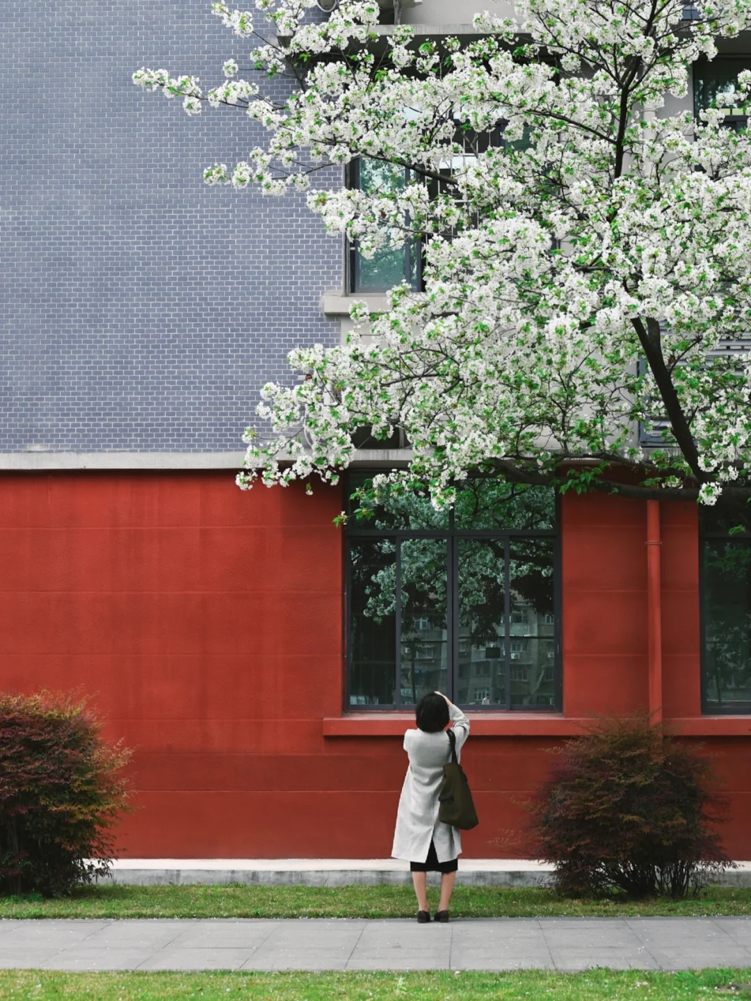 终于可以进了❗️久违了，川大的春色📸