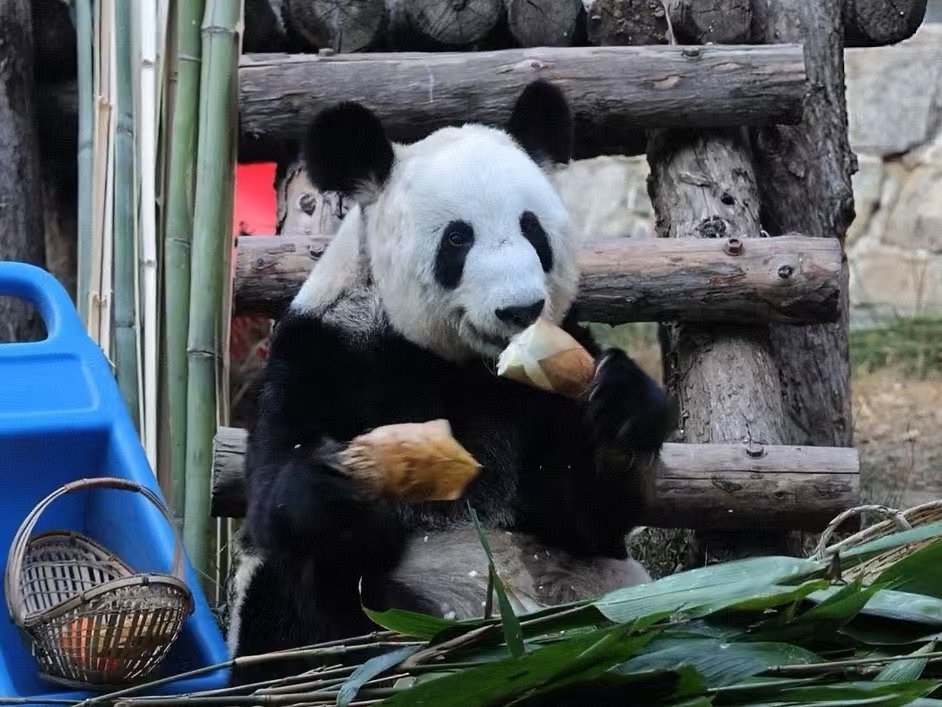 就丫丫这状态，绝对的逆生长！丫丫吃笋的仪式感丫丫