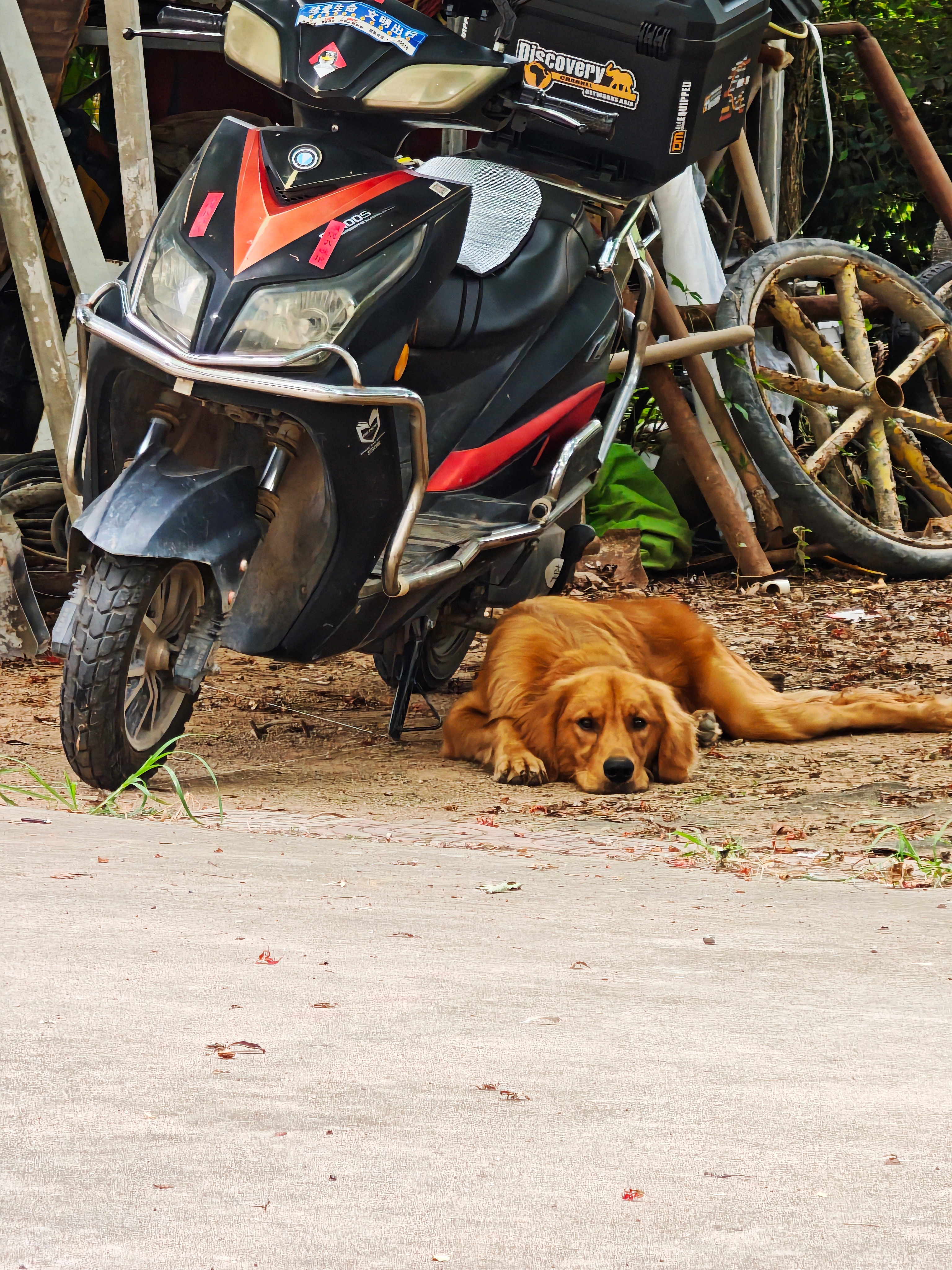 家里突然来了一只小鸡毛，戴着的脖圈是…警犬？？[傻眼]不知道哪里来的，就趴在我家