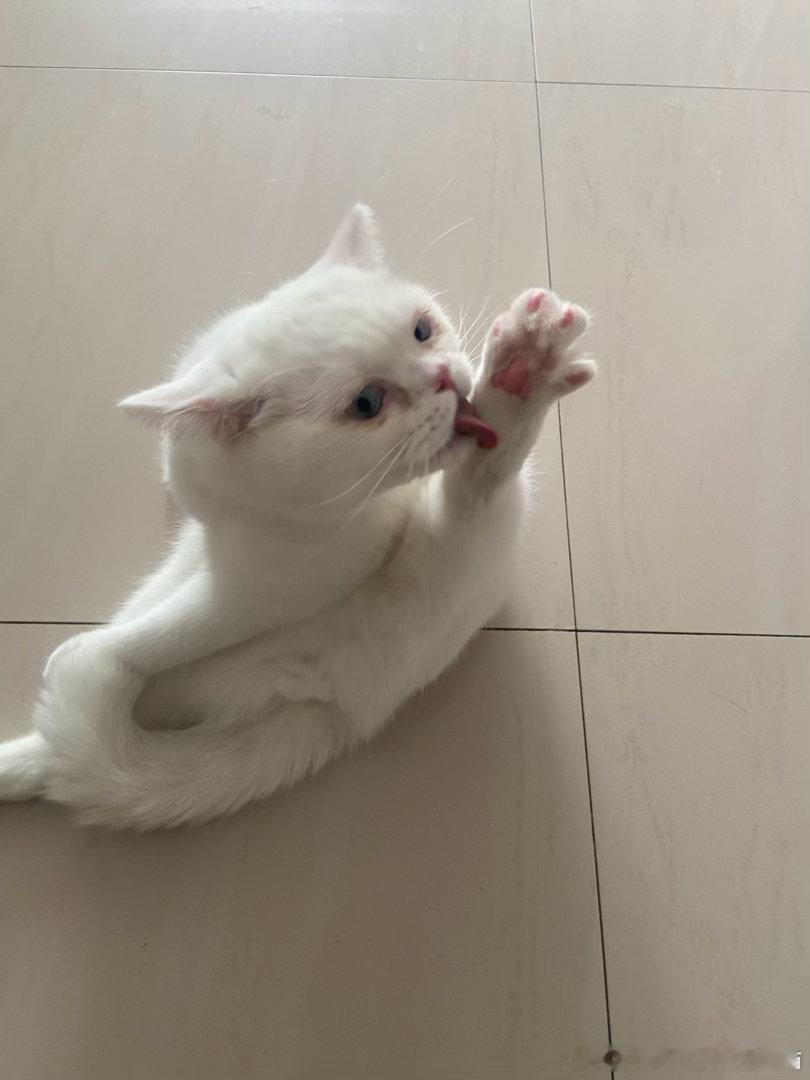 50145【丑猫】（此猫名为空气）我听说，世间万物各安其名分。猫之丑，本非其过；
