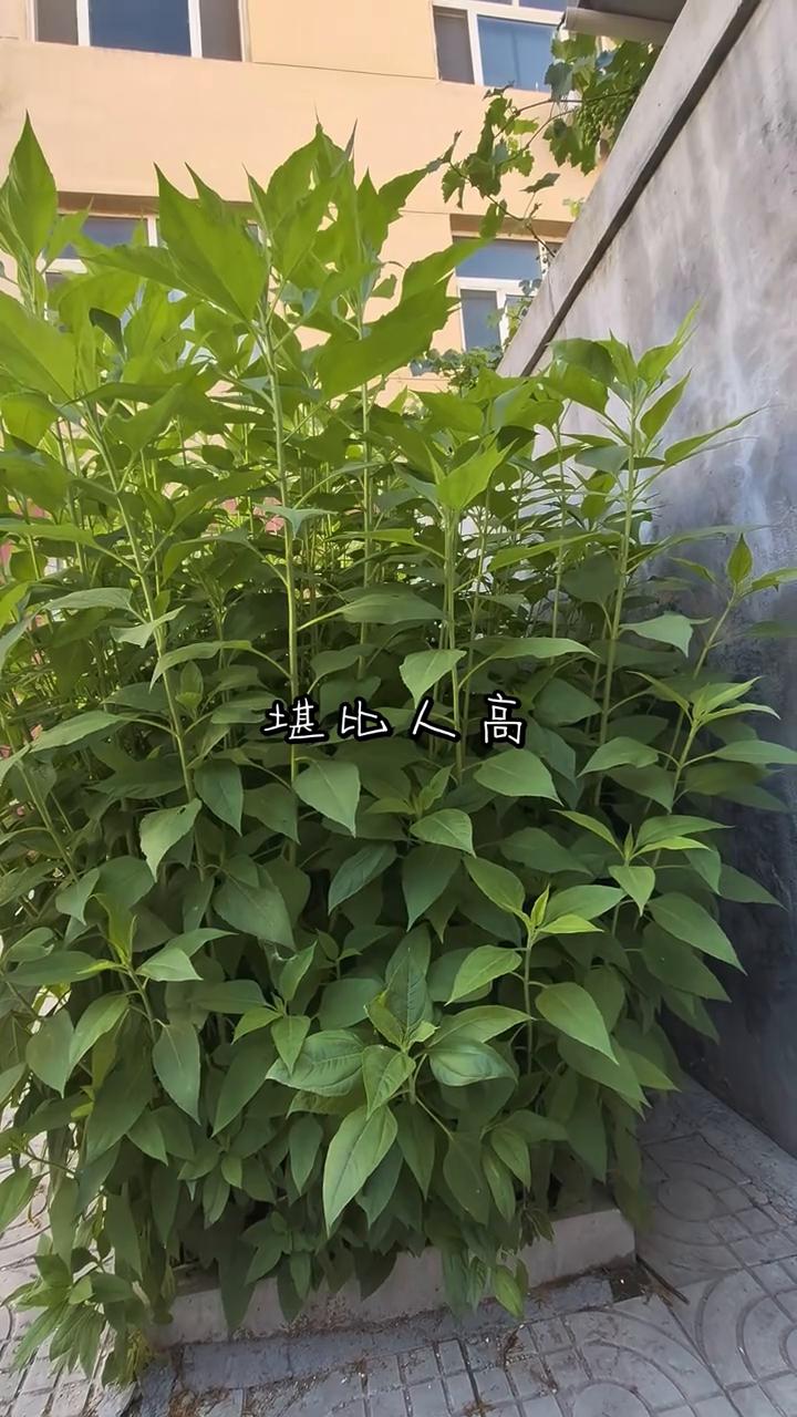 堪比人高。