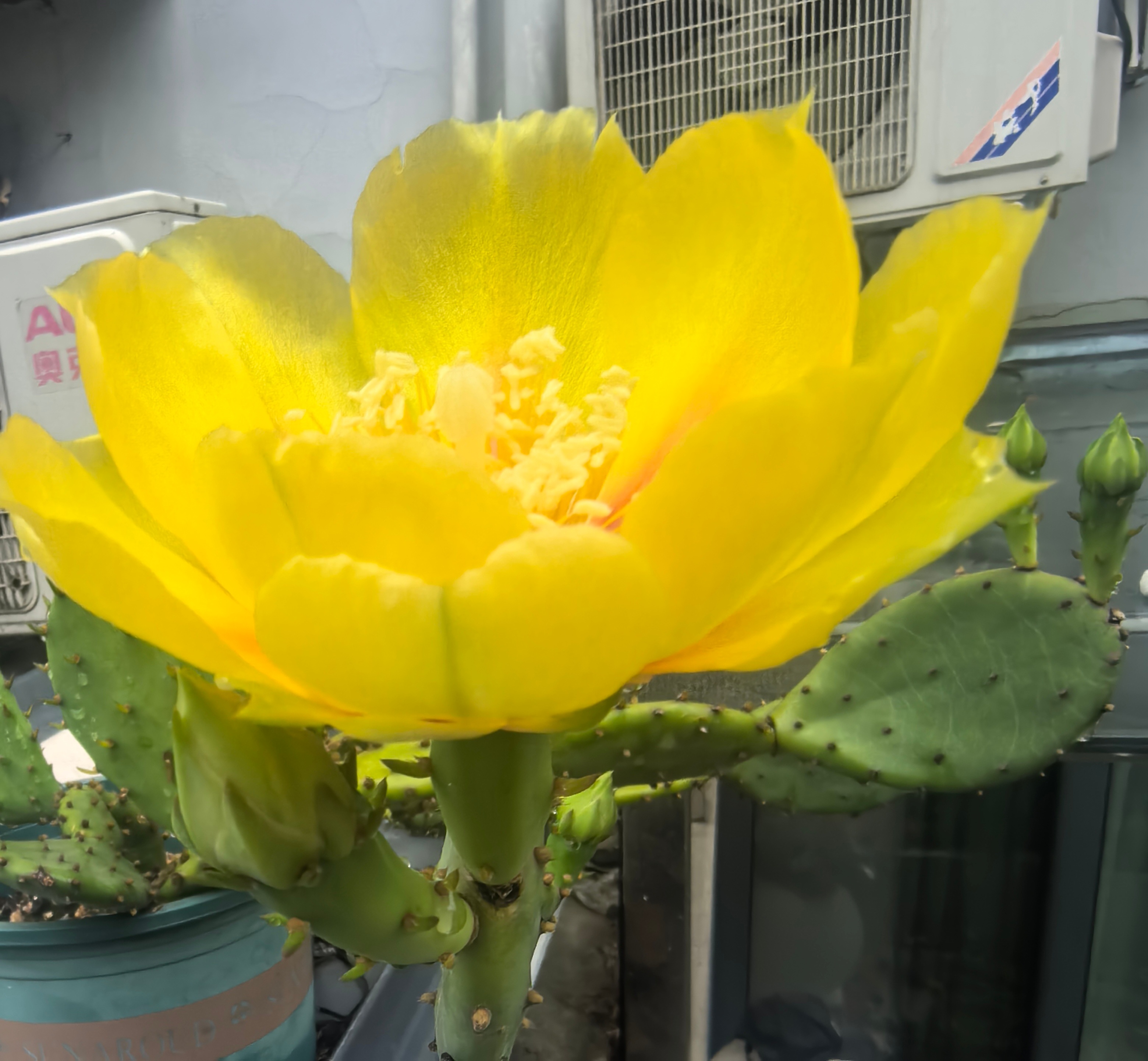一大早发现🌵仙人掌竟然开花了，但是需要爬到墙头才能看，对黄色的花儿情有独钟