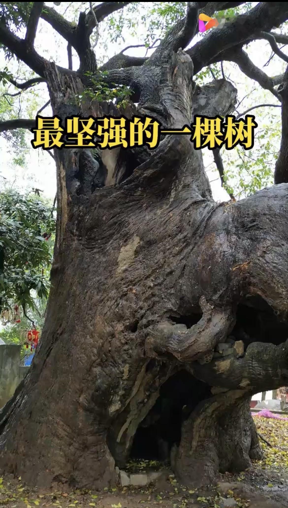 谁说雷击火烧就注定是终点？

广西这棵千年古榕偏不信命。
一千多年的光阴里，它见