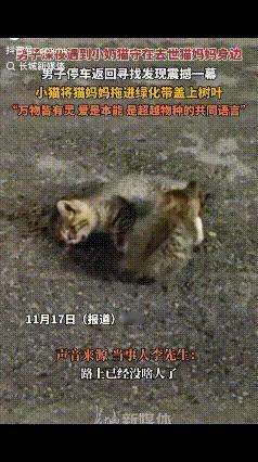 “万物皆有灵！”男子深夜开车回家，发现路中有只没满月小猫守着被撞的猫妈妈身边，嘶