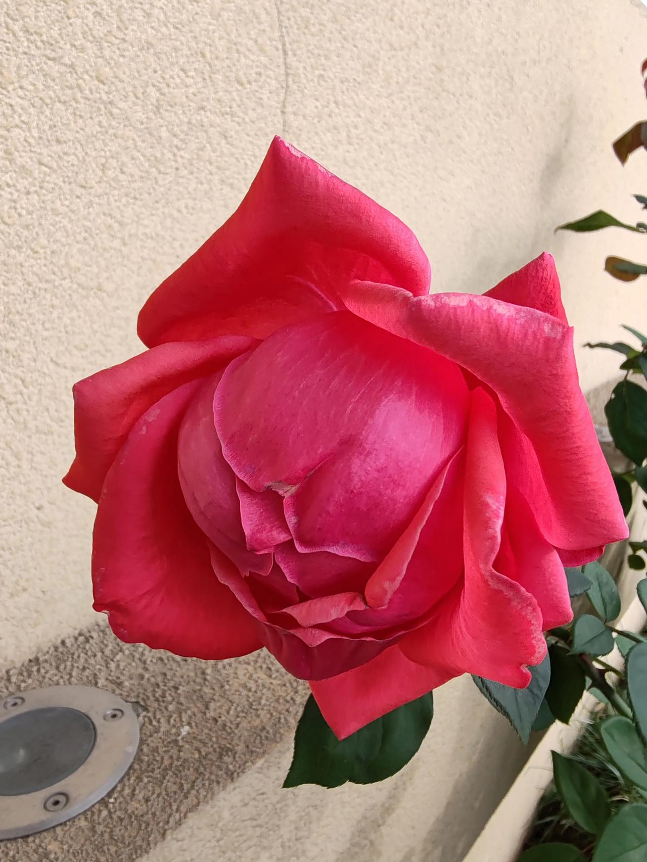 分享红色月季花随手拍。