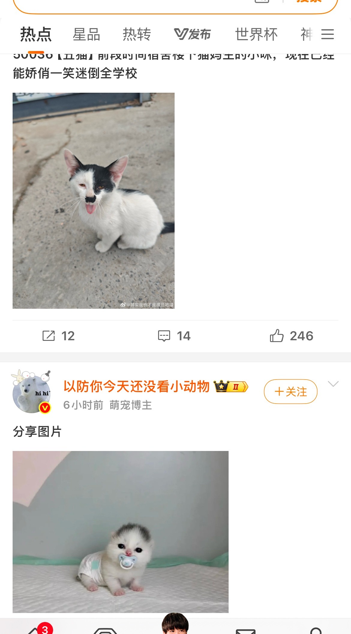 喵与喵的差距（都很可爱！ 