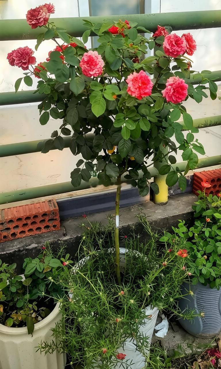 每天分享一个养眼花卉。随拍，我们店后门外的一盆棒棒糖月季。早安，大家周日愉快！生