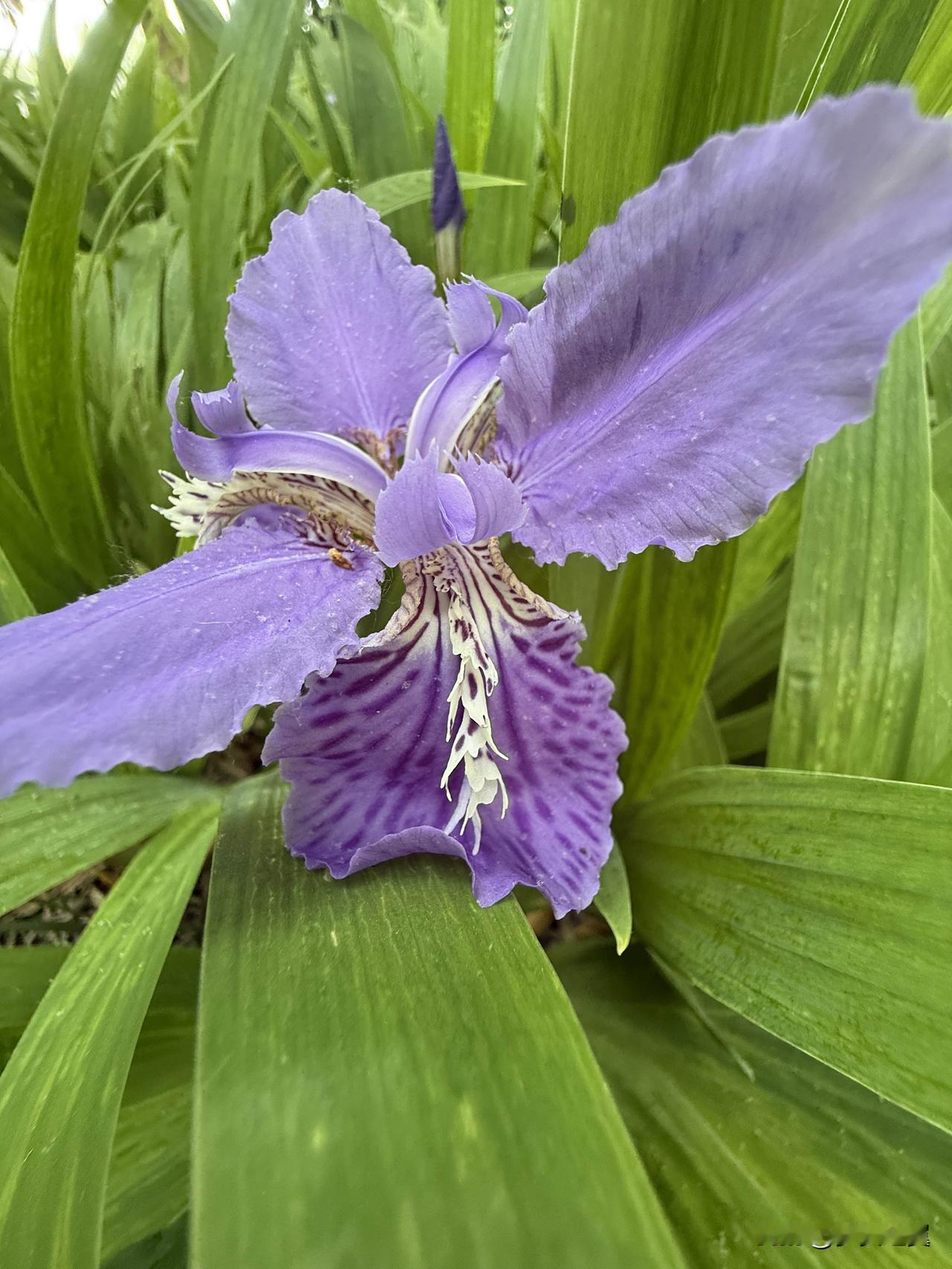 【小对联】
上：……？
下：中原。