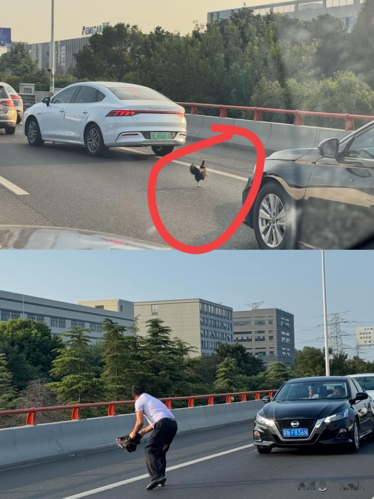 谁家的小黑鸡跳车啦
被一位大哥抓回了自己车上
看驾驶大哥笑开了花哈哈哈
这个是本