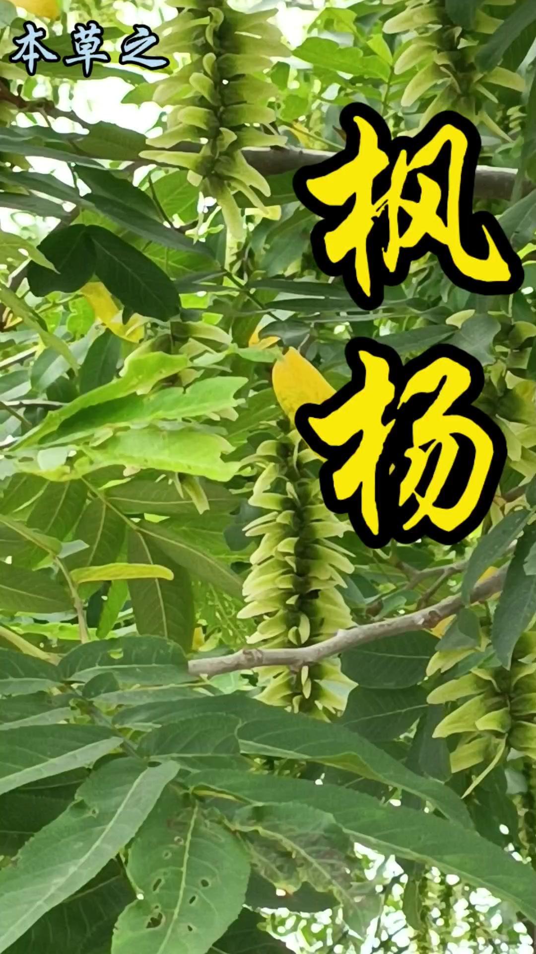 **挂着“元宝”的树叫什么？**🍃挂着青色“元宝”的树叫枫杨，是胡桃科枫杨属的