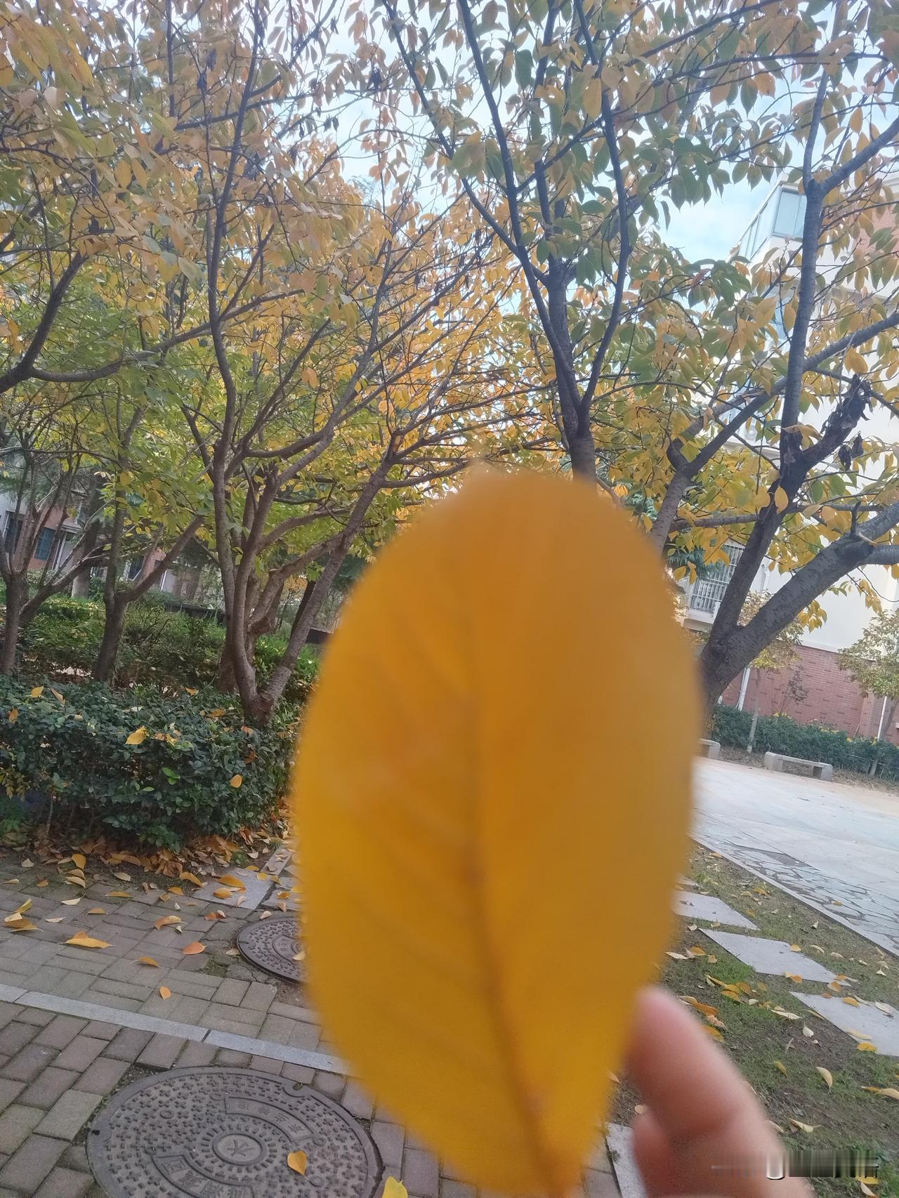 这几天，终于睡个好觉了！

高一生到家后吃点水果，开始学习，然后洗刘海，吹刘海，