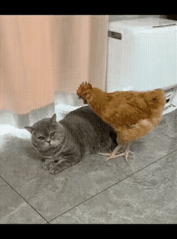 这个世界太疯狂了，猫和鸡成两口子了～