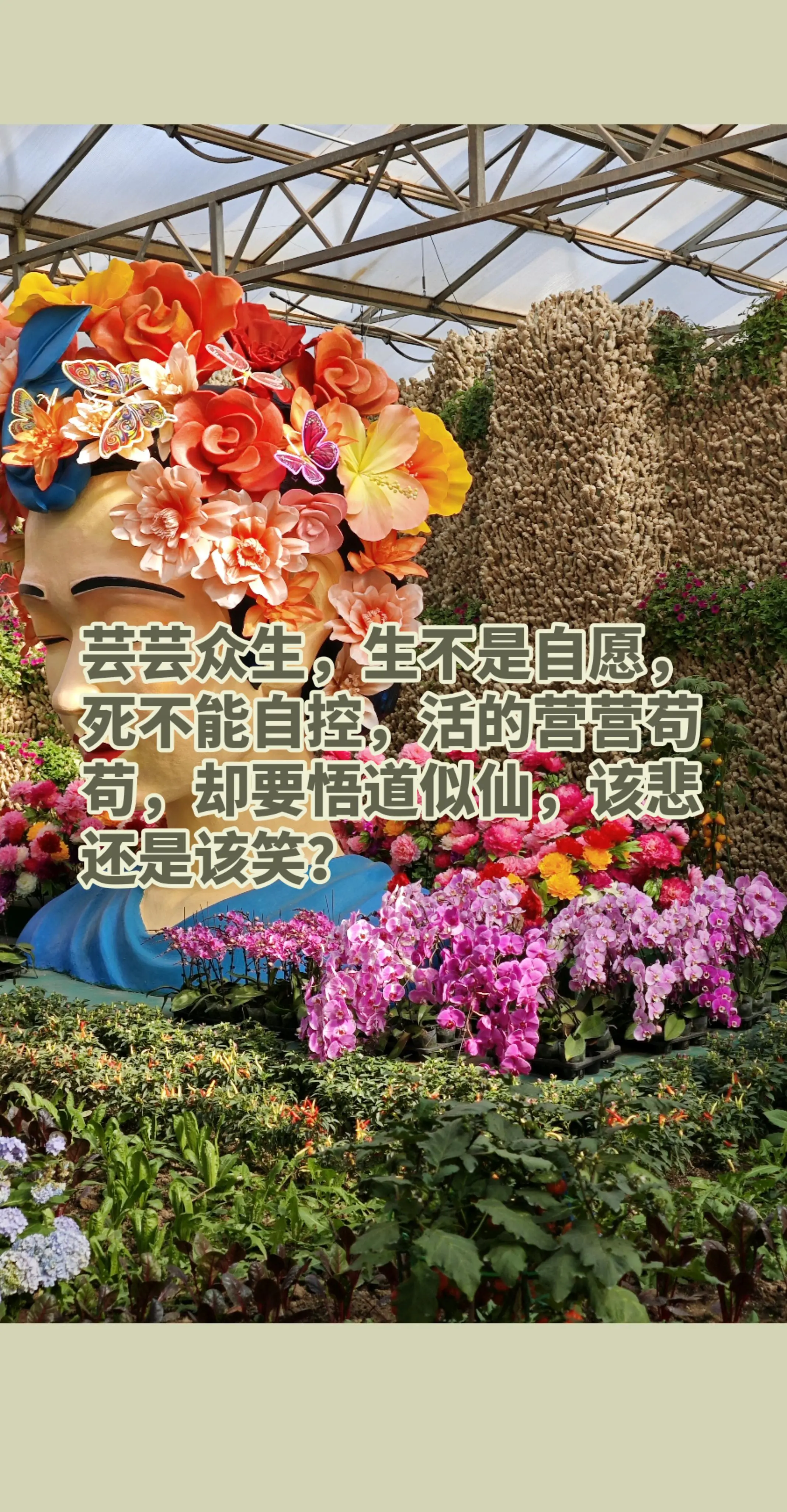 芸芸众生，生不是自愿，死不能自控，活的营营苟苟，却要悟道似仙，该悲还是该笑？